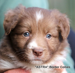 Red and white, Male, medium to rough coated, border collie puppy